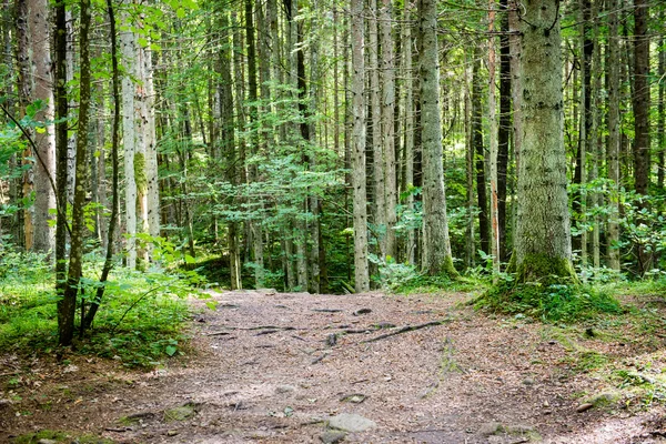 Árboles forestales de verano. naturaleza madera verde luz del sol fondos — Foto de Stock