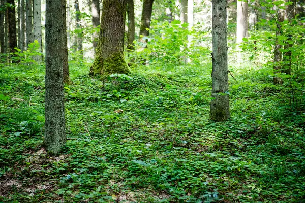 Letnie drzewa leśne. natura zielone drewno sunlight tła — Zdjęcie stockowe