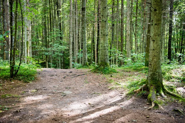 Arbres forestiers d'été. nature vert bois lumière du soleil milieux — Photo