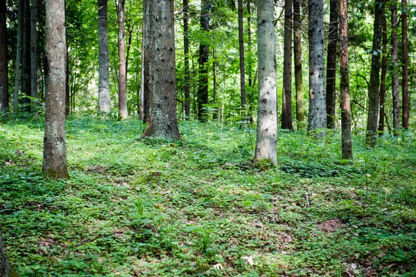 Arbres forestiers d'été. nature vert bois lumière du soleil milieux — Photo