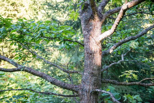 Alberi forestali estivi. natura verde legno luce del sole sfondi — Foto Stock