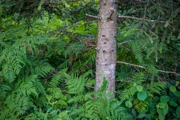 Arbres forestiers d'été. nature vert bois lumière du soleil milieux — Photo