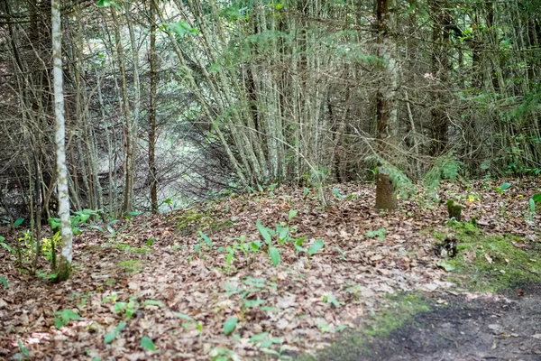 Árboles forestales de verano. naturaleza madera verde luz del sol fondos — Foto de Stock