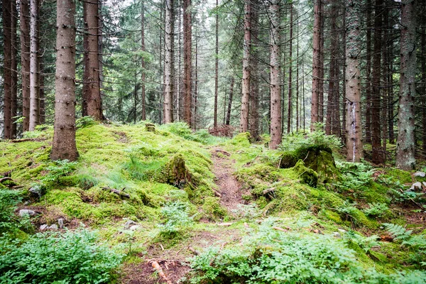 Letnie drzewa leśne. natura zielone drewno sunlight tła — Zdjęcie stockowe