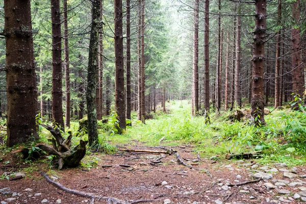 Arbres forestiers d'été. nature vert bois lumière du soleil milieux — Photo