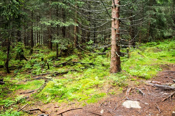 Alberi forestali estivi. natura verde legno luce del sole sfondi — Foto Stock