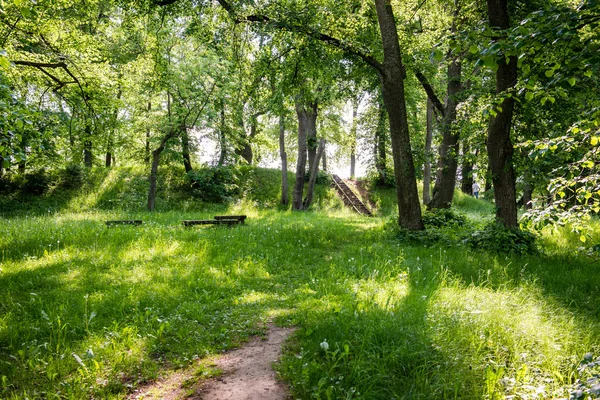 夏の森の木。緑の木漏れ日の背景 — ストック写真