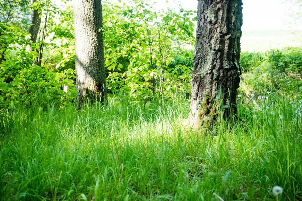 Árboles forestales de verano. naturaleza madera verde luz del sol fondos — Foto de Stock