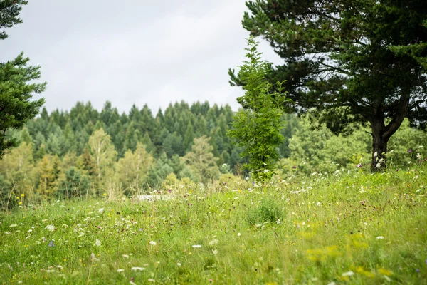 Alberi forestali estivi. natura verde legno luce del sole sfondi — Foto Stock