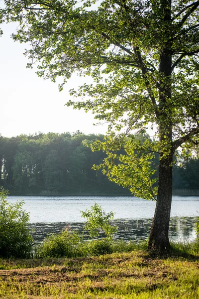 夏の森の木。緑の木漏れ日の背景 — ストック写真