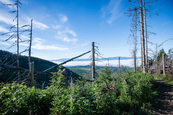 Zomerwoudbomen. natuur groen hout zonlicht achtergronden — Stockfoto