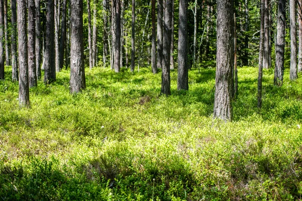 Sommarskogsträd. natur grönt trä solljus bakgrunder — Stockfoto