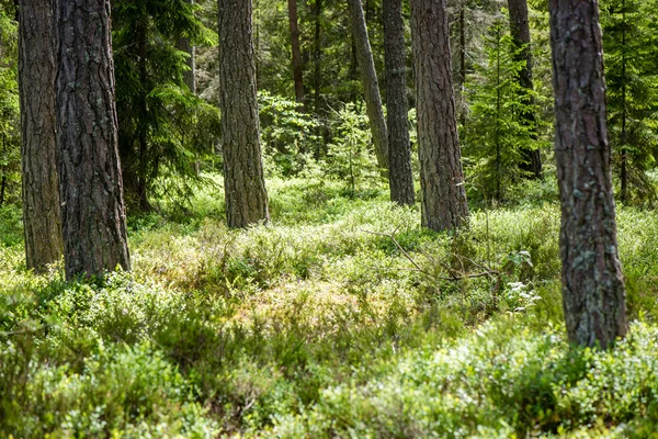 Sommerwaldbäume. Natur grün Holz Sonnenlicht Hintergründe — Stockfoto