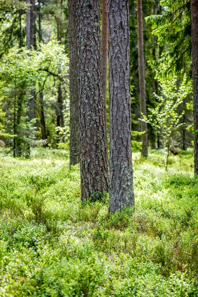 Летние леса. природа зеленая древесина солнечный свет фон — стоковое фото