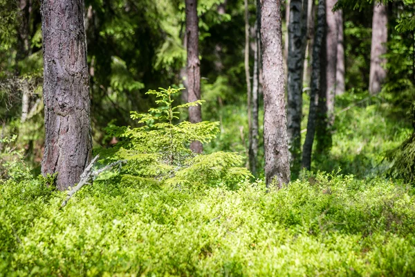 Árvores de floresta de verão. natureza verde madeira fundos de luz solar — Fotografia de Stock