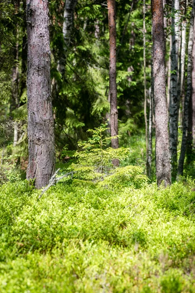 Alberi forestali estivi. natura verde legno luce del sole sfondi — Foto Stock