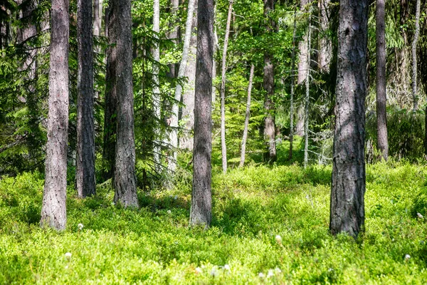 Zomerwoudbomen. natuur groen hout zonlicht achtergronden — Stockfoto