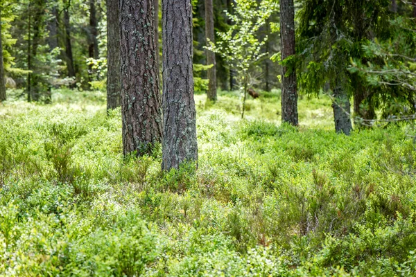 Sommerwaldbäume. Natur grün Holz Sonnenlicht Hintergründe — Stockfoto