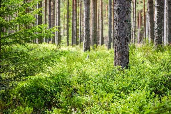 Árboles forestales de verano. naturaleza madera verde luz del sol fondos — Foto de Stock