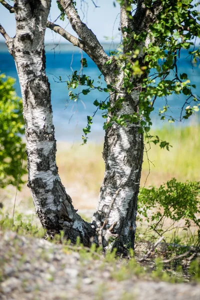 Árboles forestales de verano. naturaleza madera verde luz del sol fondos —  Fotos de Stock