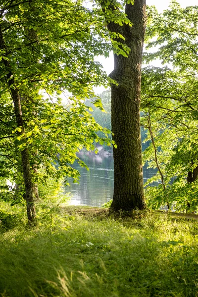 Árboles forestales de verano. naturaleza madera verde luz del sol fondos —  Fotos de Stock