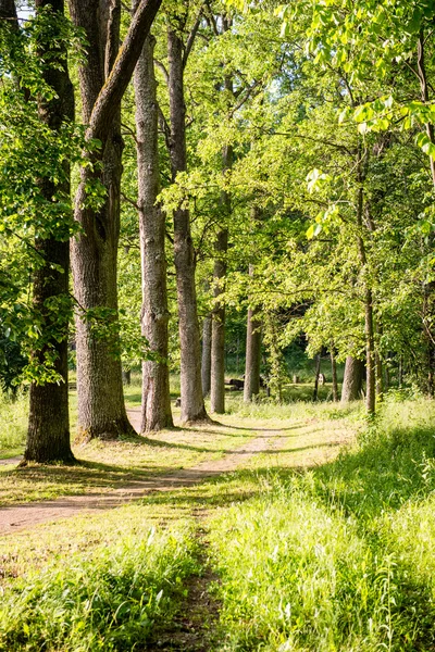 夏の森の木。緑の木漏れ日の背景 — ストック写真