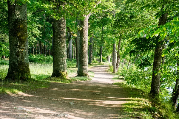 Letnie drzewa leśne. natura zielone drewno sunlight tła — Zdjęcie stockowe