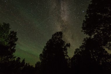 Güzel Samanyolu galaksisinin bir gece gökyüzü ve ağaç silüeti