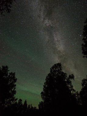 Güzel Samanyolu galaksisinin bir gece gökyüzü ve ağaç silüeti