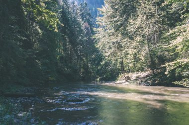 güzel nehir orman - vintage film etkisi