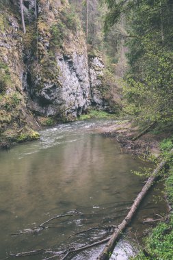 güzel nehir orman - vintage film etkisi