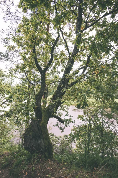 güzel nehir orman - vintage film etkisi