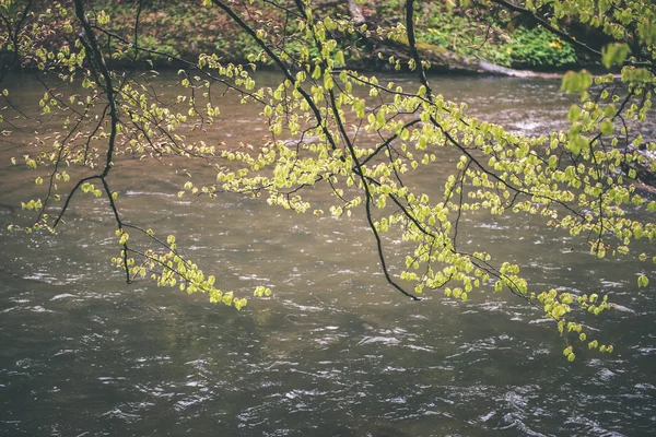 Belo rio na floresta - efeito de filme vintage — Fotografia de Stock
