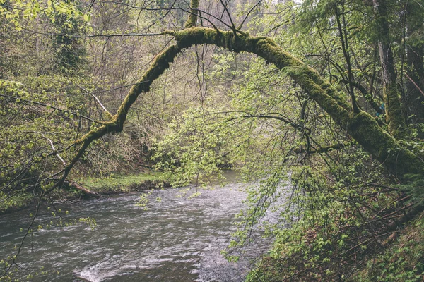 Красивая река в лесу - эффект винтажной пленки — стоковое фото
