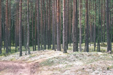basit ülkede yol yaz - vintage film etkisi