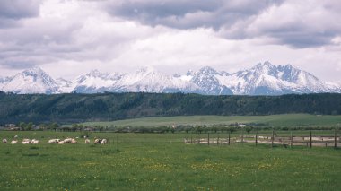 Karanlık fırtına bulutları yeşil çim - vintage etkisi ile çayır üzerinde
