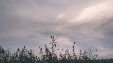 Karanlık fırtına bulutları yeşil çim - vintage etkisi ile çayır üzerinde