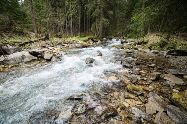 dağ nehir taşları ve ağaçları ile