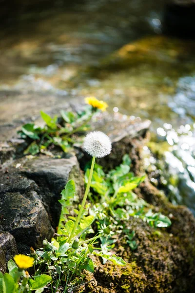 Vattenfall från ravin — Stockfoto