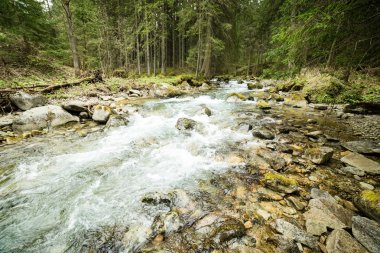 dağ nehir taşları ve ağaçları ile