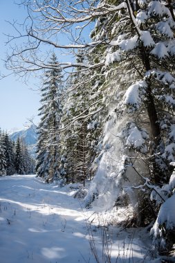 Batı Karpat, tatry dağlara parça hiking turizm