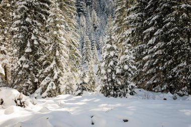 Batı Karpat, tatry dağlara parça hiking turizm