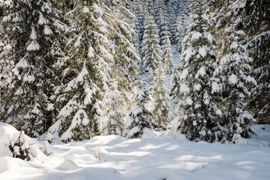 Batı Karpat, tatry dağlara parça hiking turizm