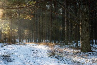 turist hiking trail kışın ormanda