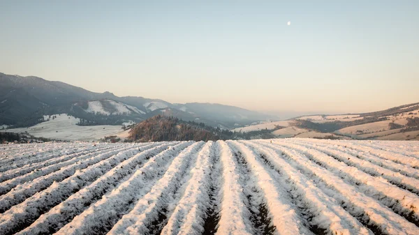 agriculture fields in winter