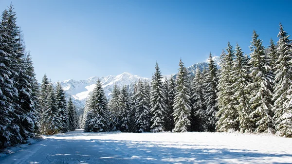 Batı Karpat, tatry dağlara parça hiking turizm — Stok fotoğraf