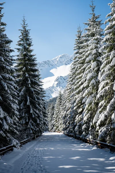 Batı Karpat, tatry dağlara parça hiking turizm