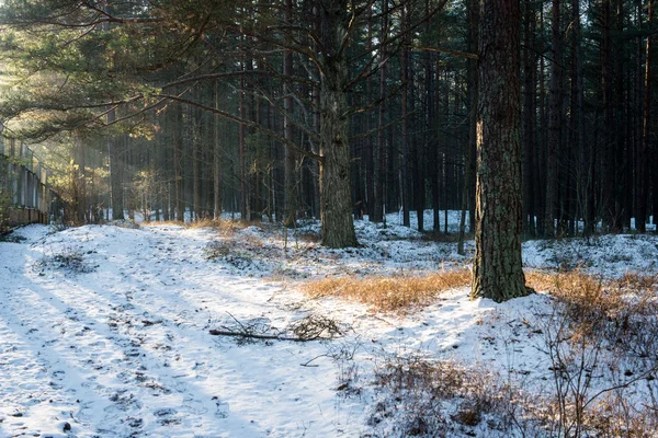 Trilha de caminhadas turísticas em florestas no inverno — Fotografia de Stock