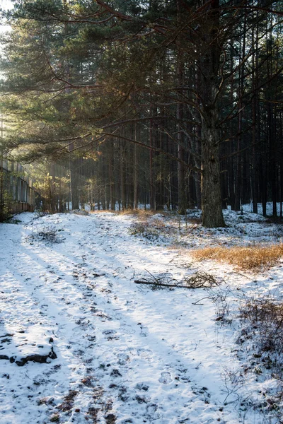 Trilha de caminhadas turísticas em florestas no inverno — Fotografia de Stock