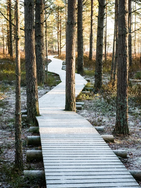 tourist hiking trail in woods in winter